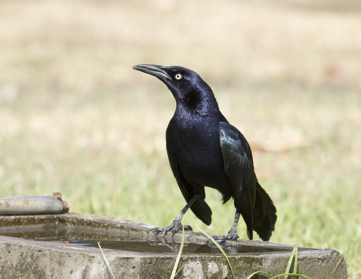 Great-tailed Grackle - ML162664911