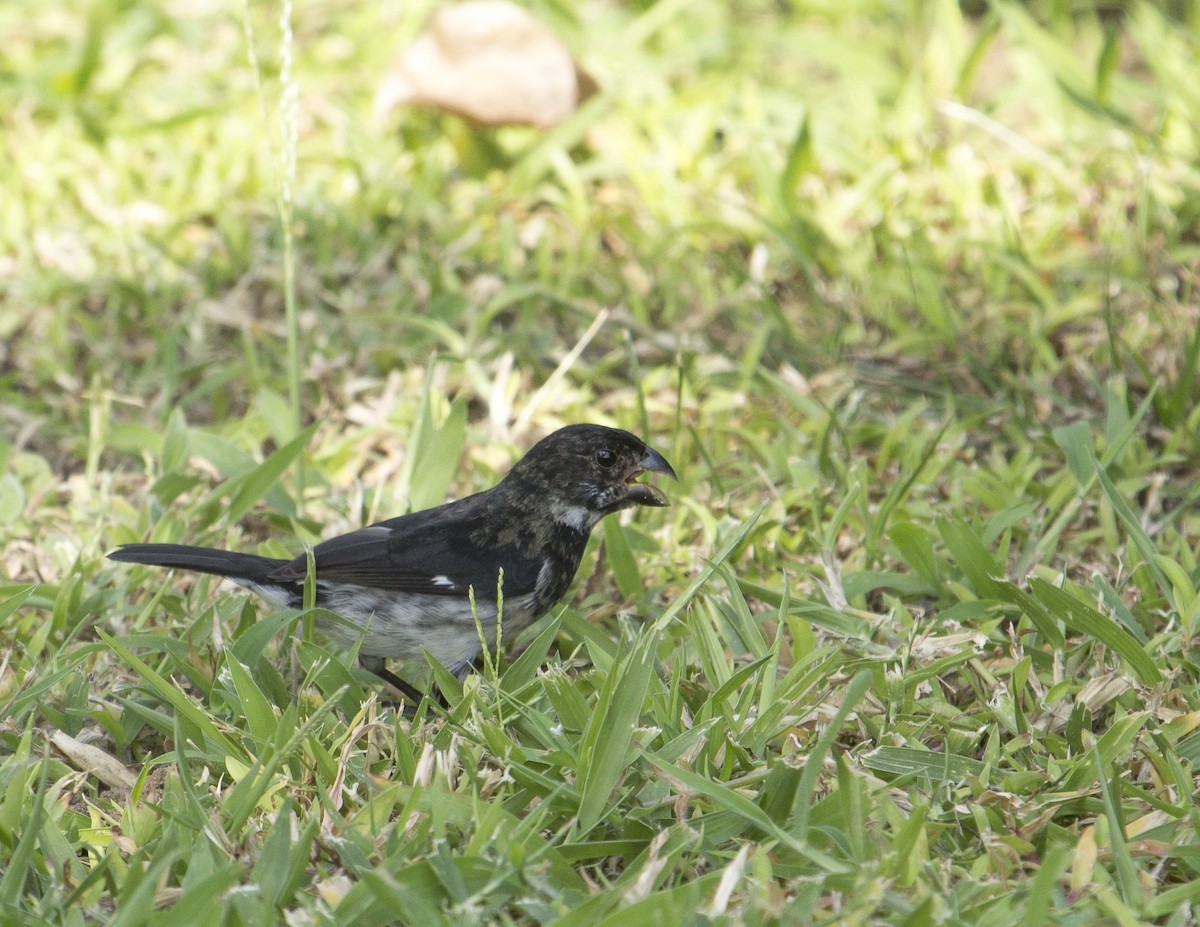 Variable Seedeater - ML162665221