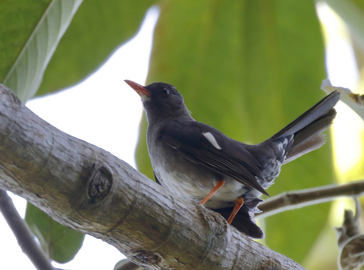 White-chinned Thrush - ML162665291