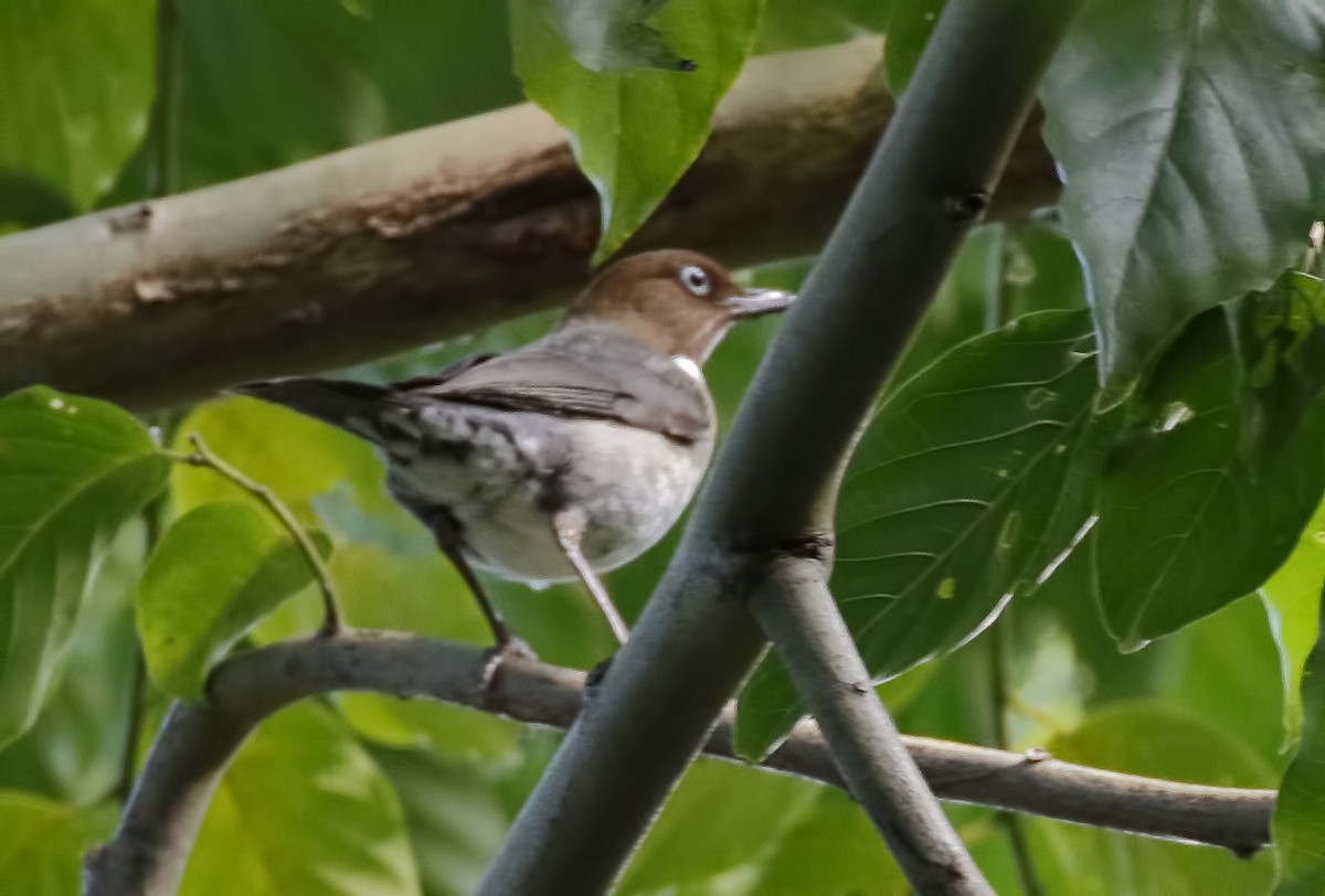 White-eyed Thrush - Dave Curtis