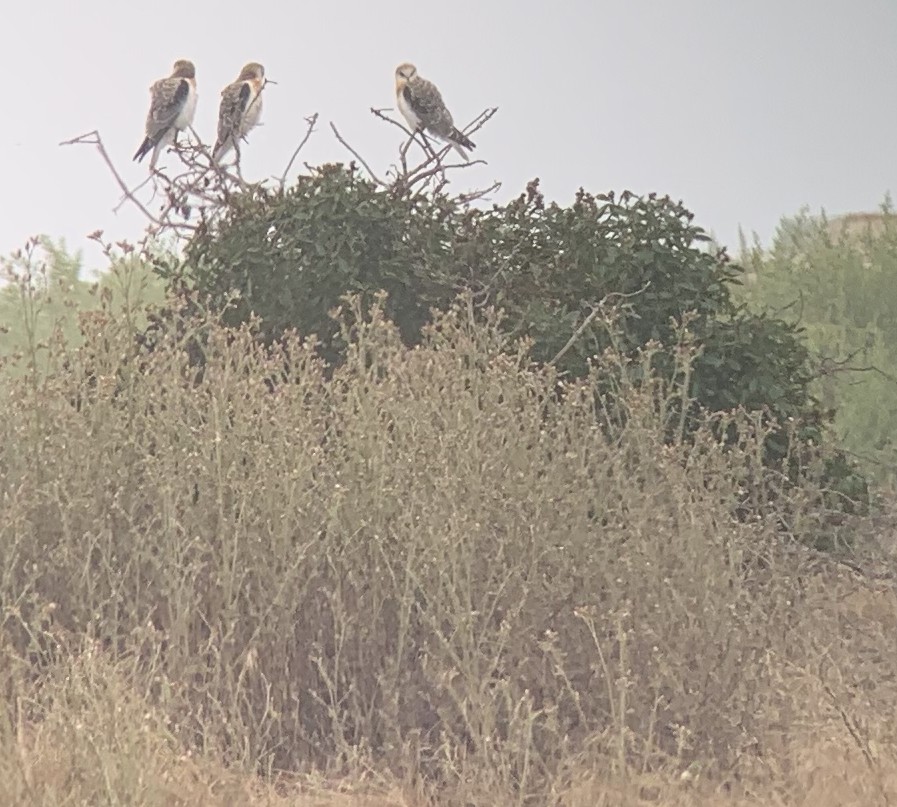 White-tailed Kite - ML162665831