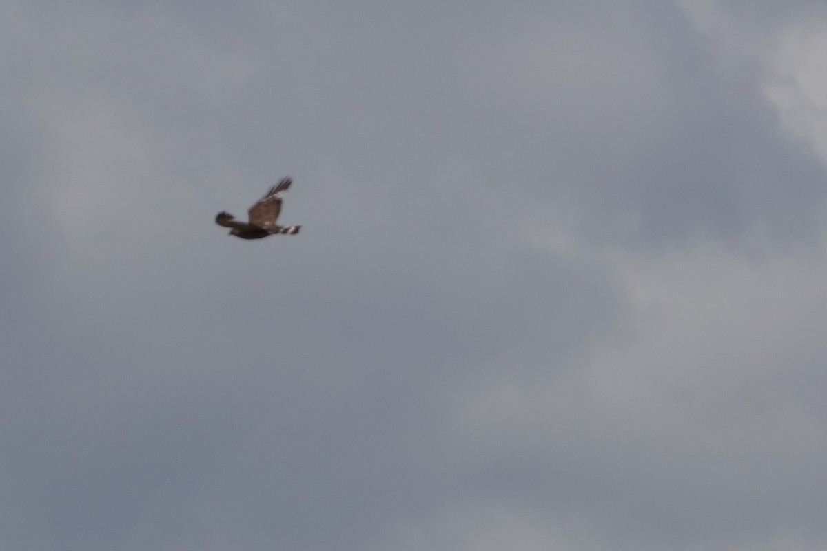 Broad-winged Hawk - Diane LeBlanc