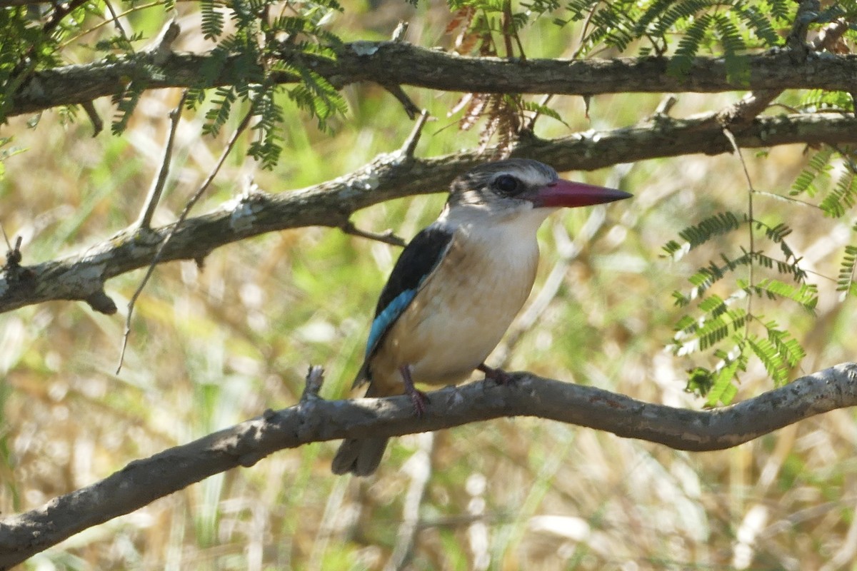 Brown-hooded Kingfisher - ML162668221