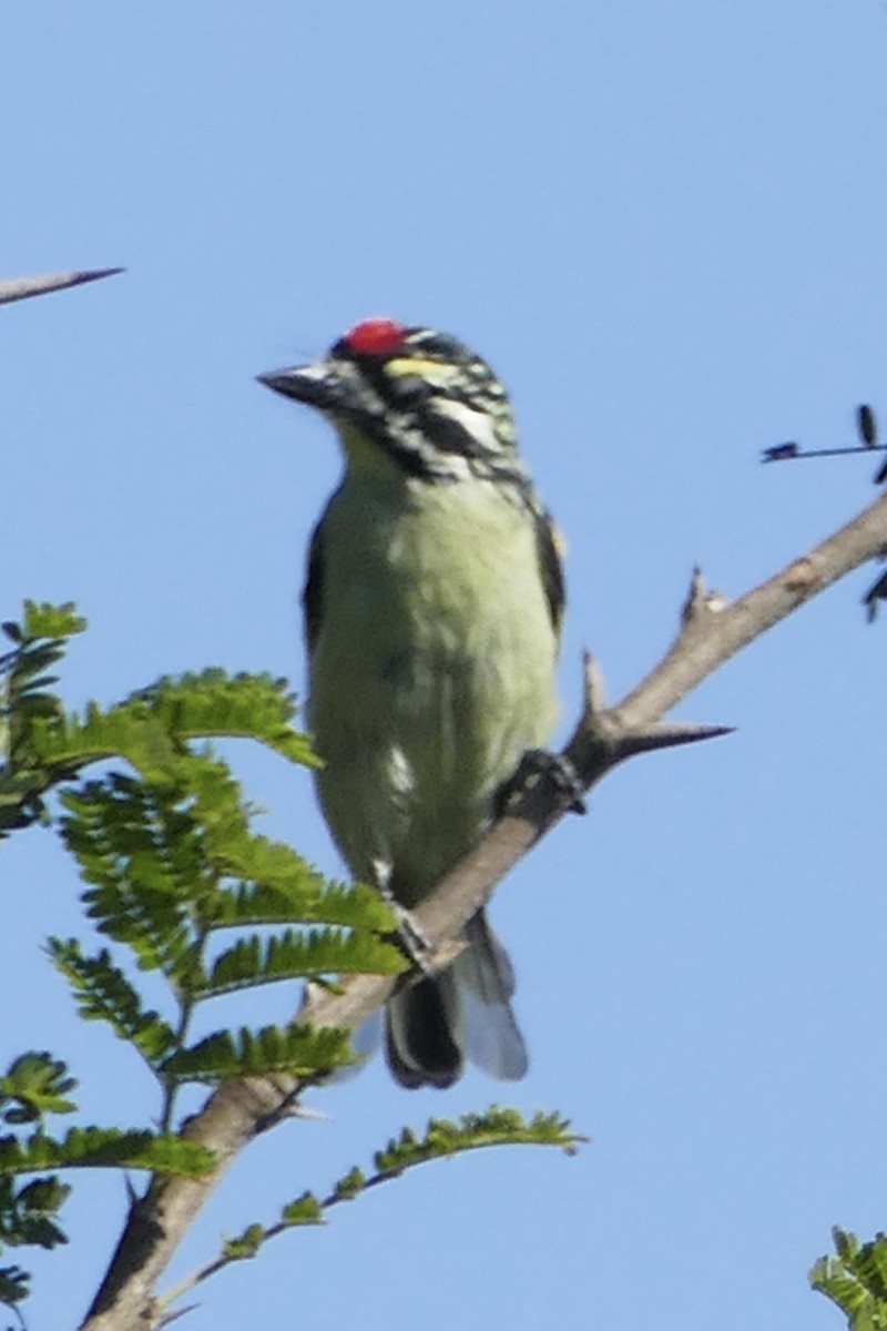 Red-fronted Tinkerbird - ML162668571