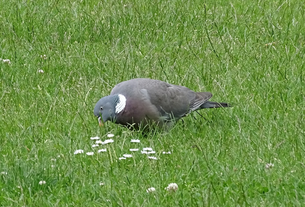 Common Wood-Pigeon (White-necked) - ML162668941