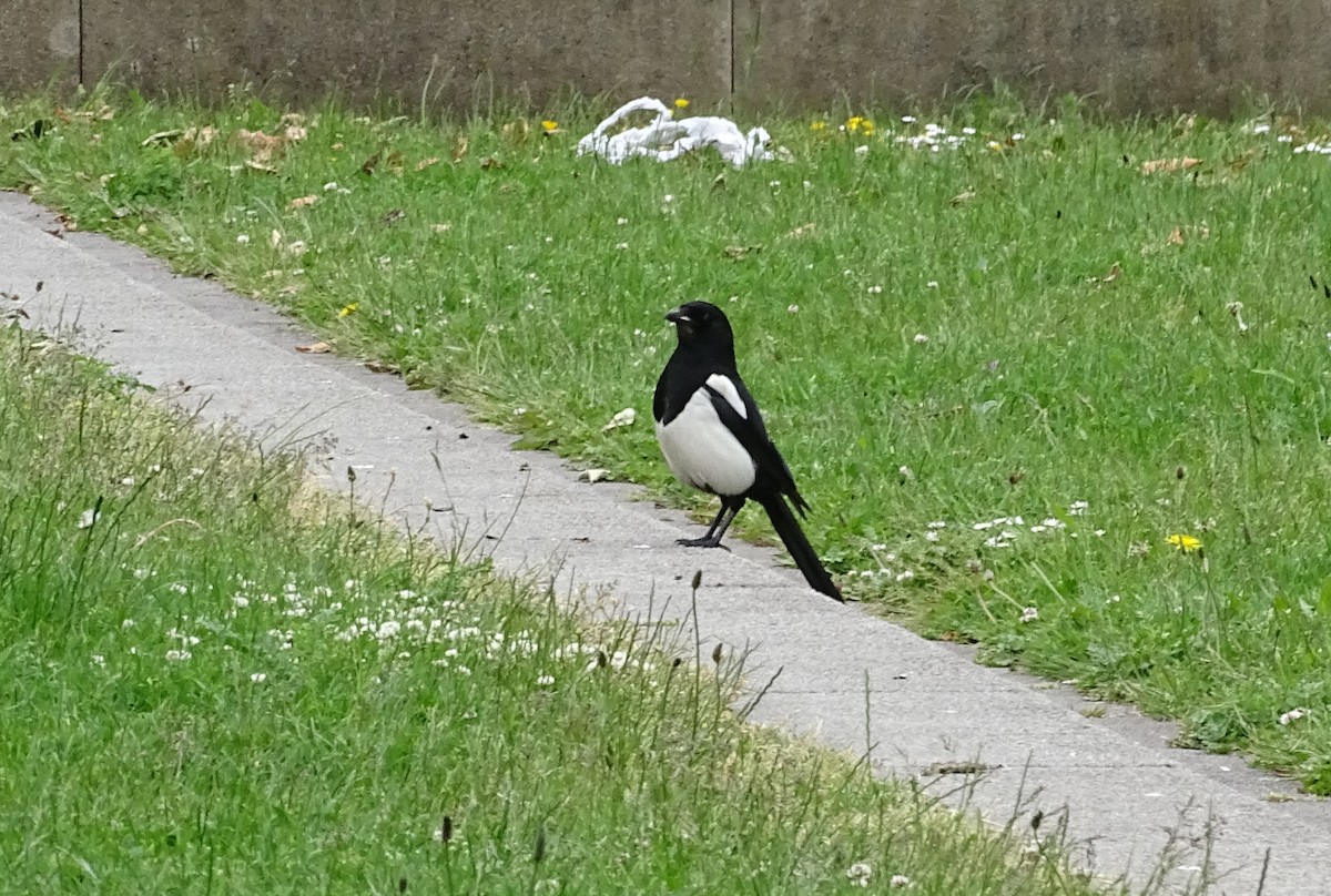 Eurasian Magpie (Eurasian) - ML162668991