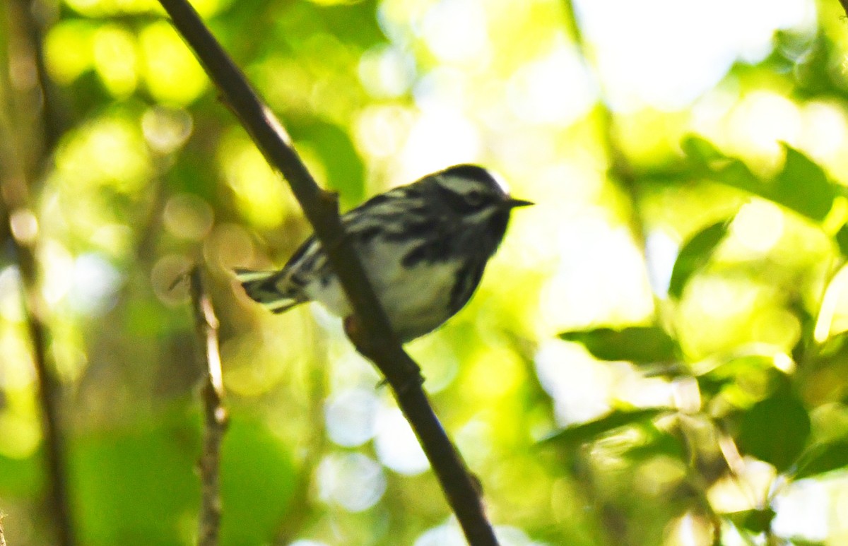Black-and-white Warbler - ML162671251