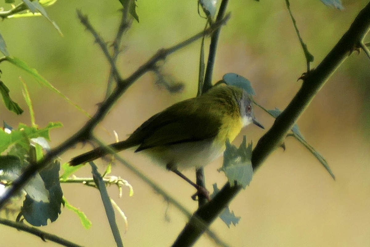 Yellow-breasted Apalis - ML162671871