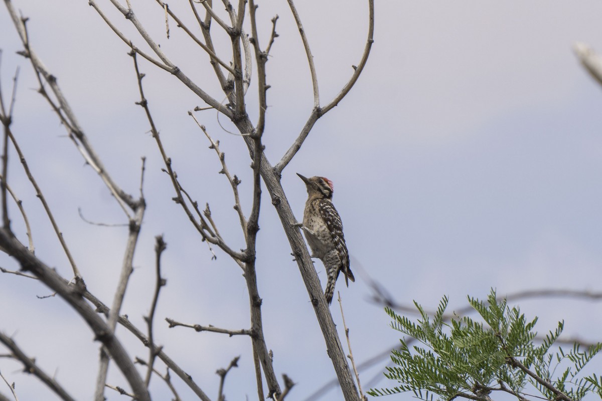 Ladder-backed Woodpecker - ML162671881