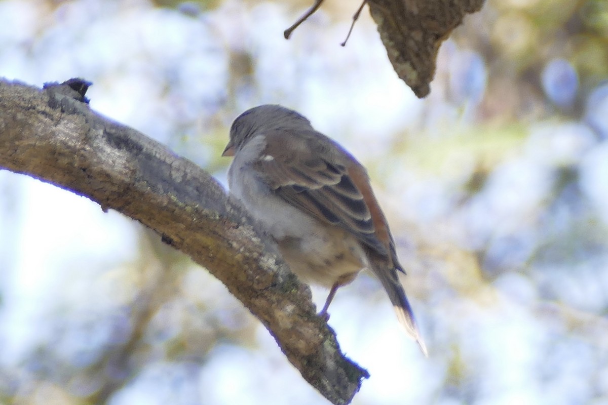 Southern Gray-headed Sparrow - ML162672501