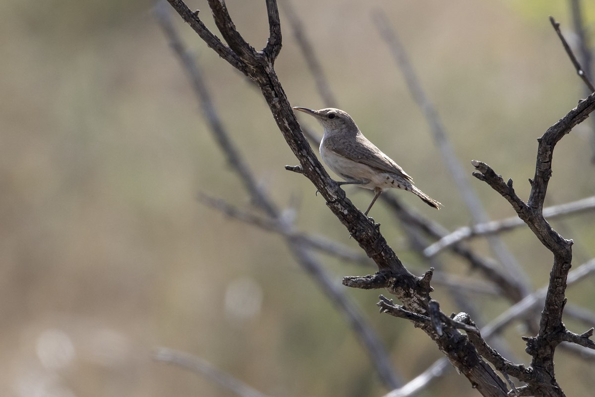 Rock Wren - ML162673111