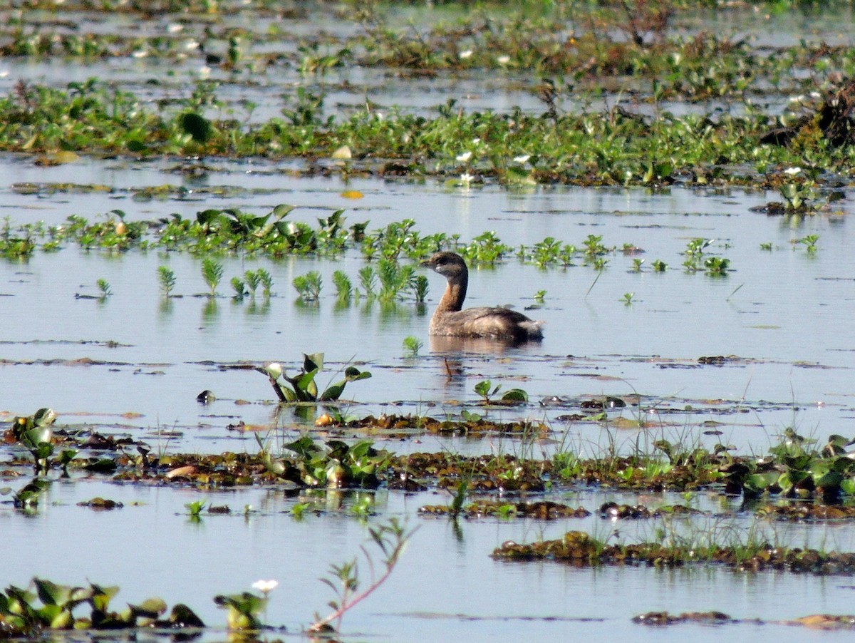 Pied-billed Grebe - ML162675151