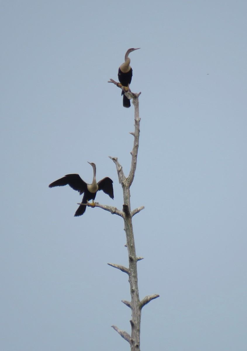 anhinga americká - ML162679011