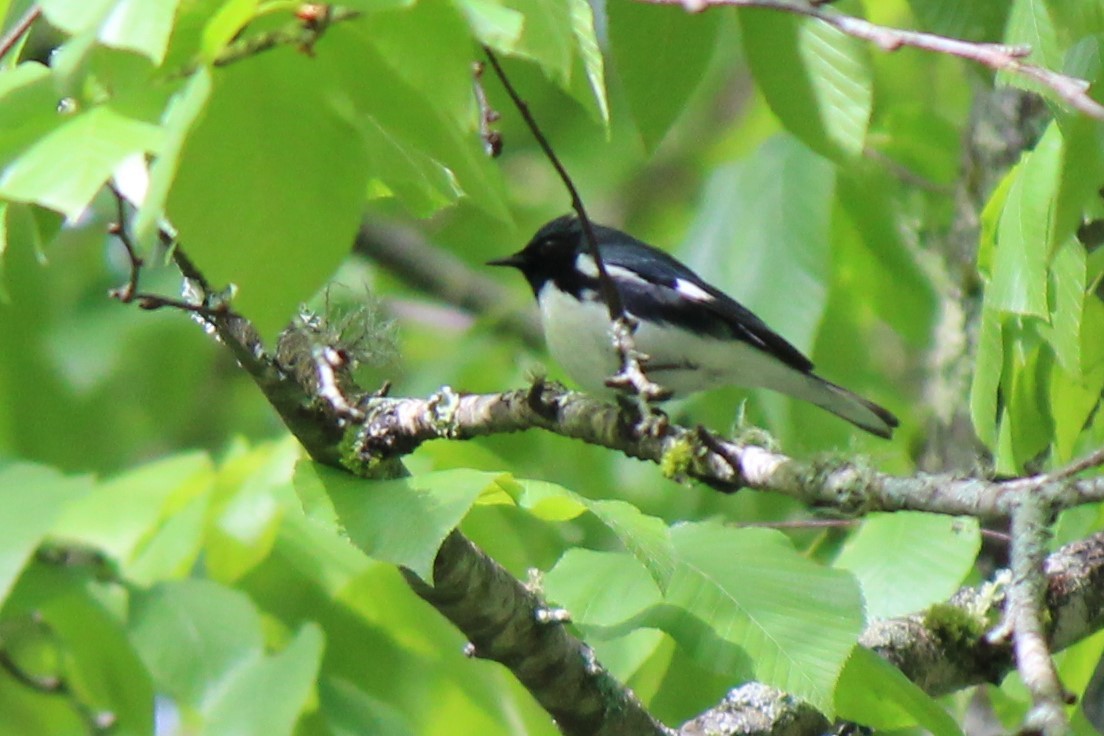 Black-throated Blue Warbler - ML162679051