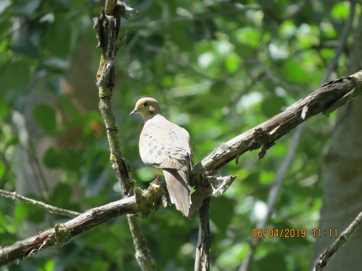 Mourning Dove - ML162679291