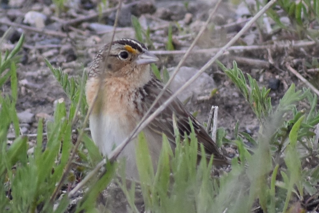 Grasshopper Sparrow - josh Ketry