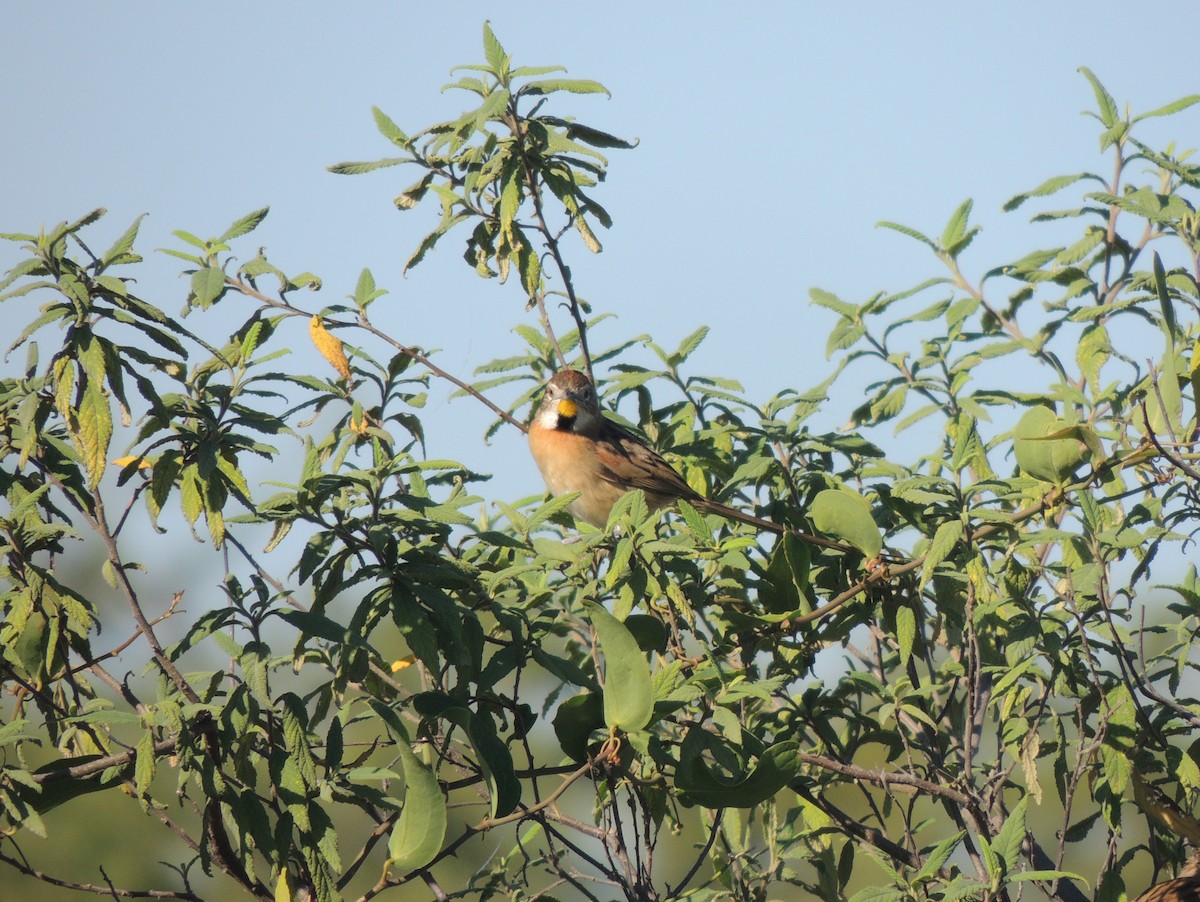 Chotoy Spinetail - Gonzalo Diaz