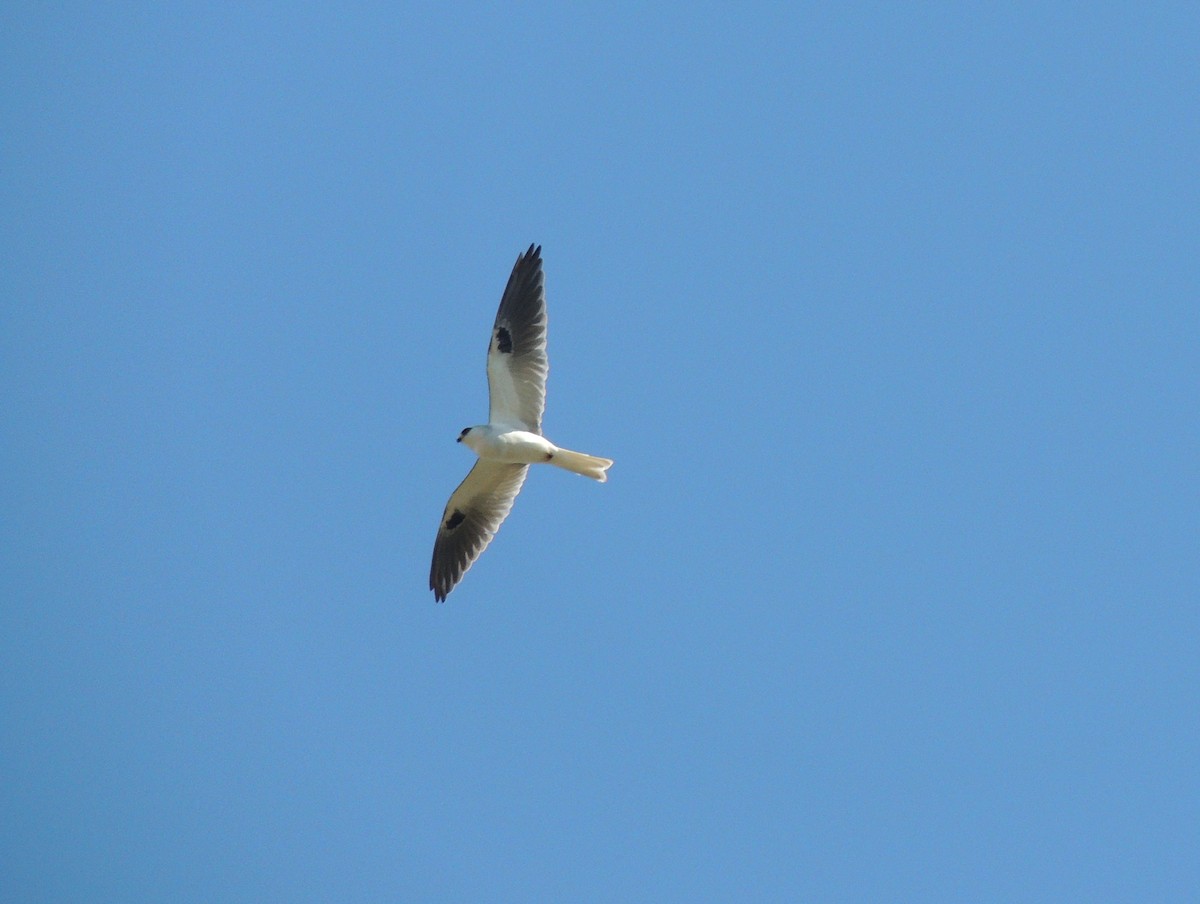 White-tailed Kite - ML162681191