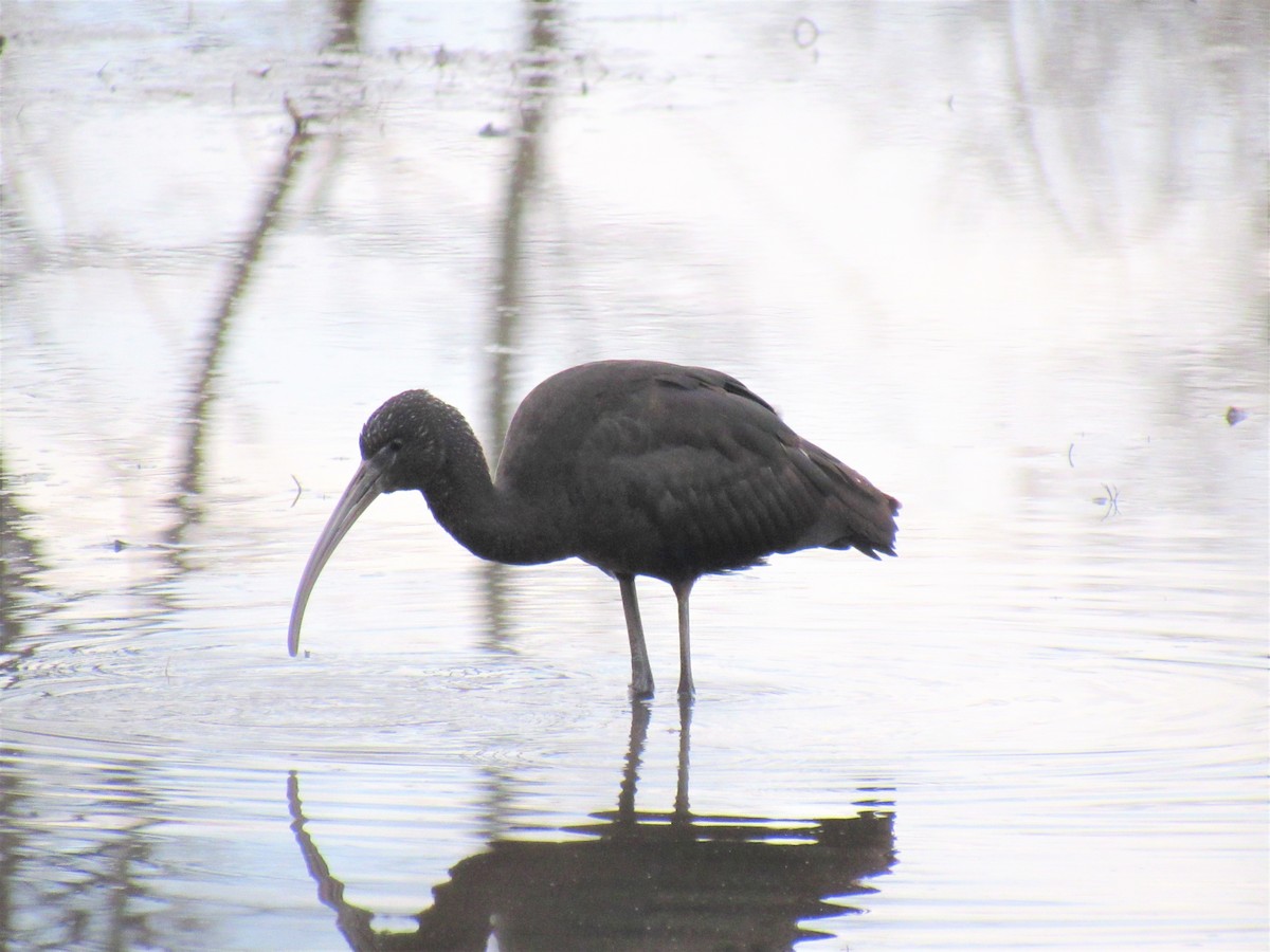 Glossy Ibis - ML162681901