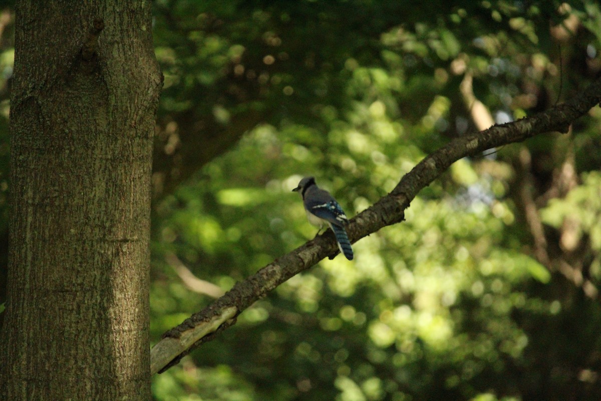 Blue Jay - ML162682521