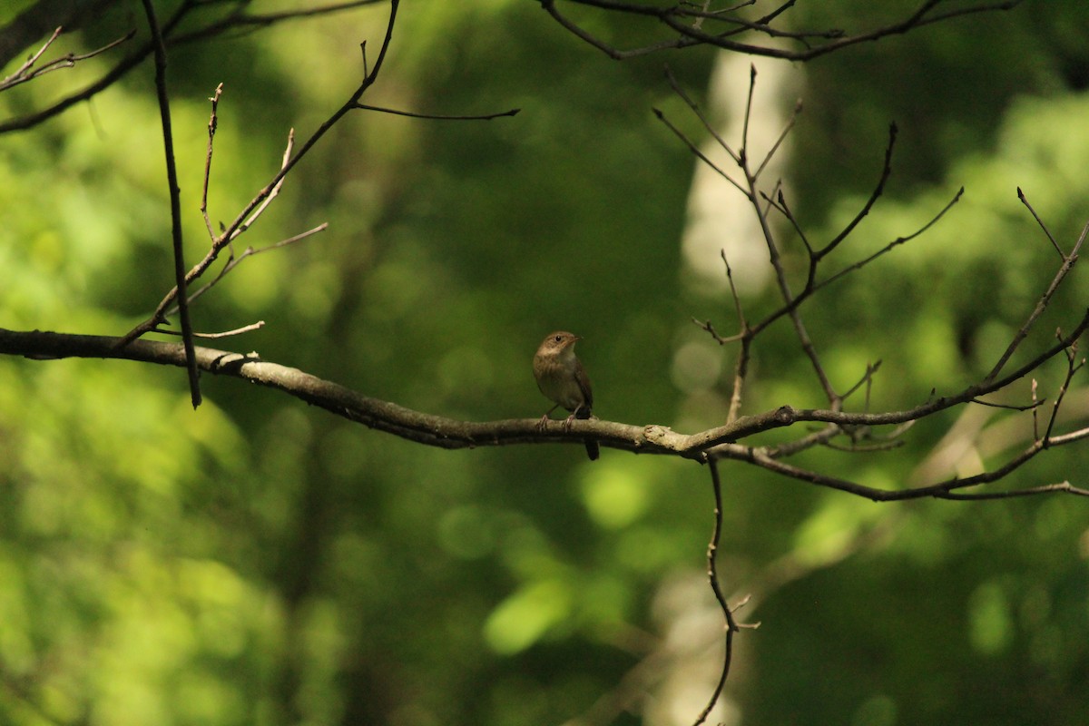 House Wren - William Buzzard