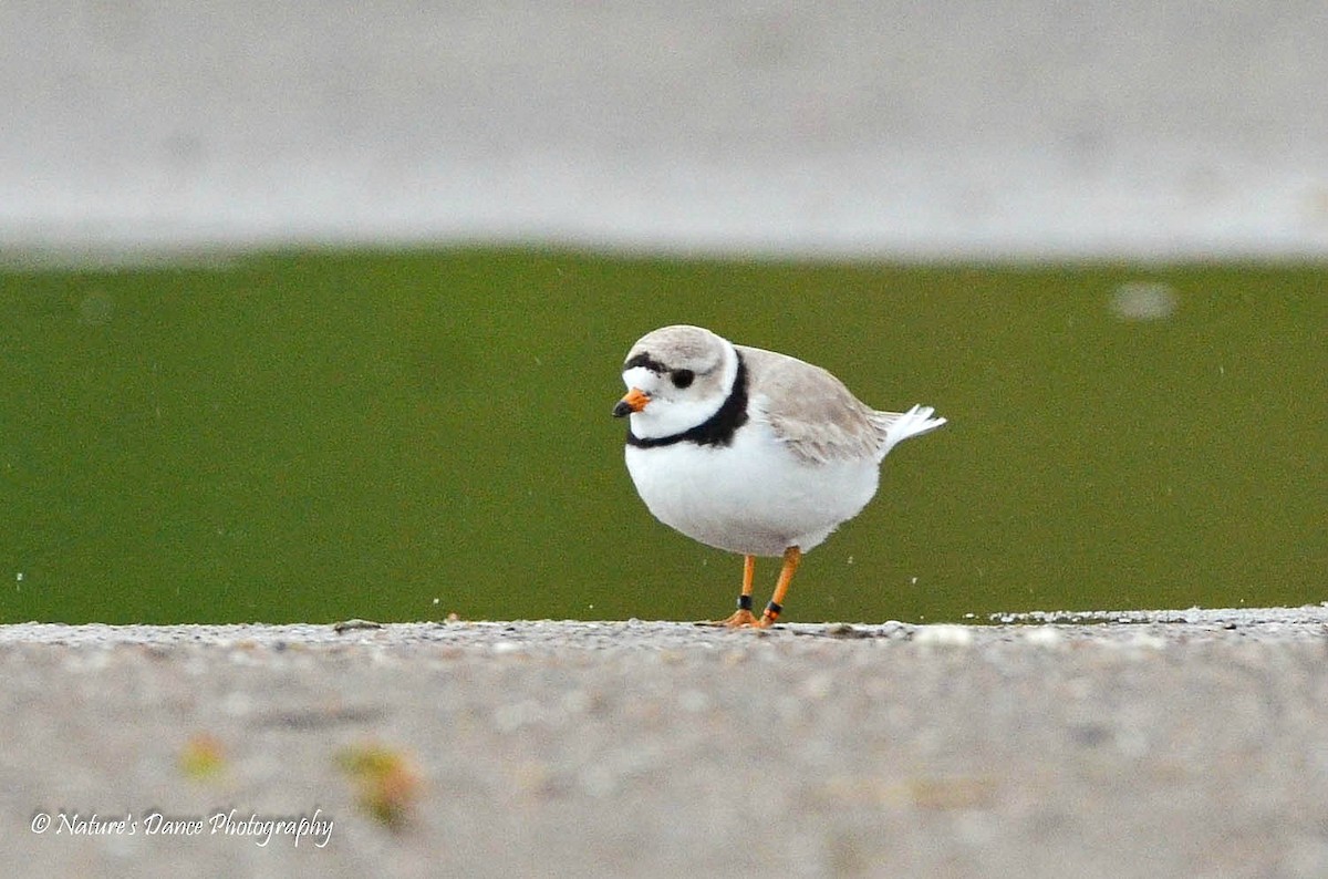 Piping Plover - ML162685131