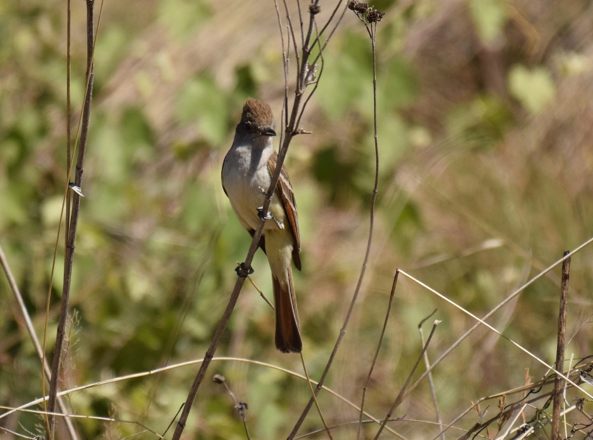 Ash-throated Flycatcher - Ryan O'Donnell
