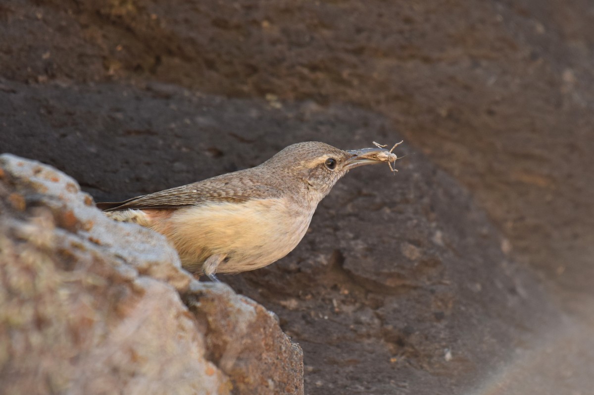 Rock Wren - ML162687501