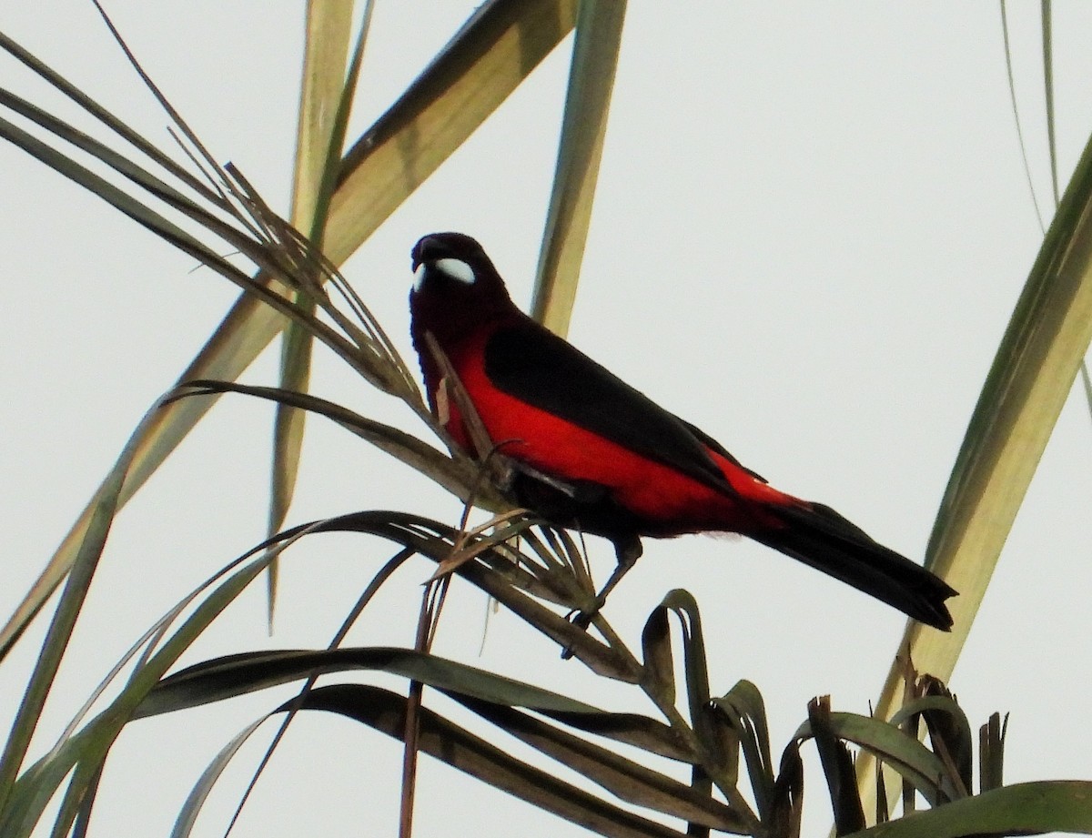 Crimson-backed Tanager - Fredy Antonio Téllez Rueda