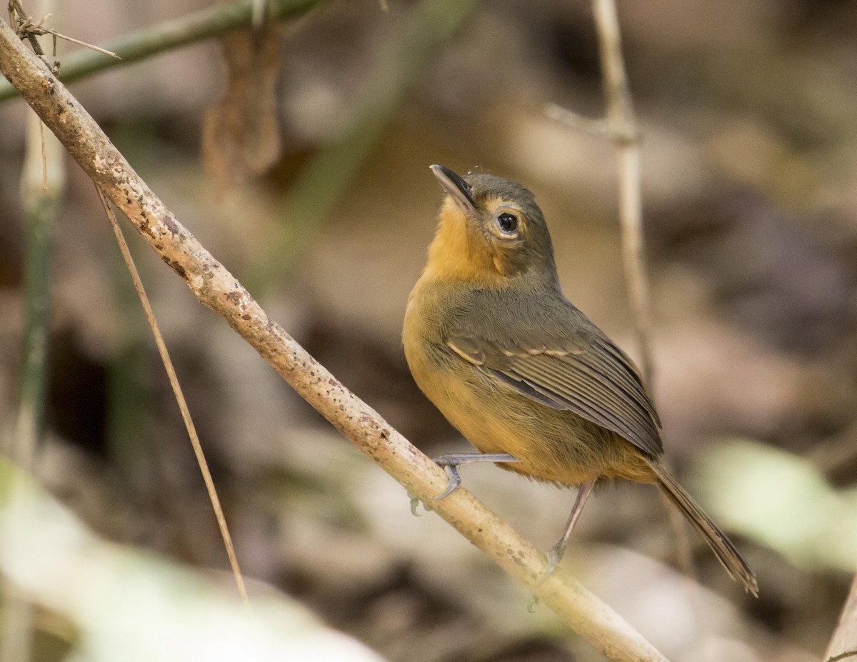 Dusky Antbird - ML162689471