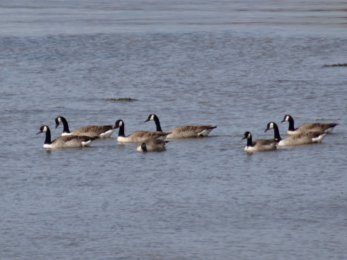 Canada Goose - Sean Batt