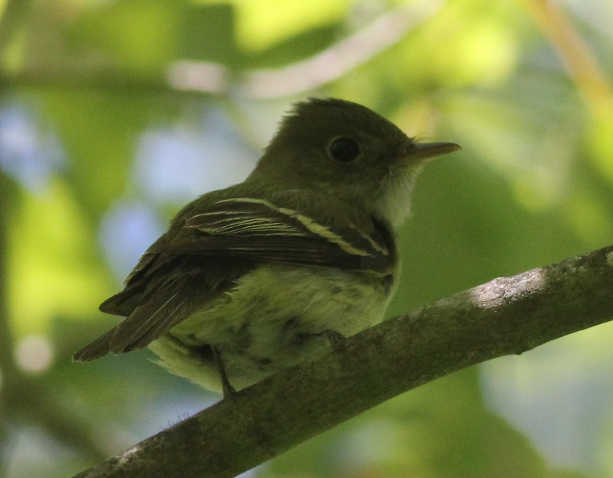 Yellow-bellied Flycatcher - ML162690361