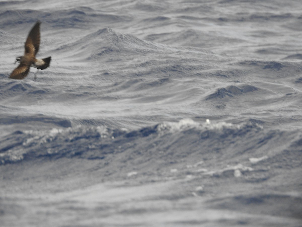 White-faced Storm-Petrel - ML162690381