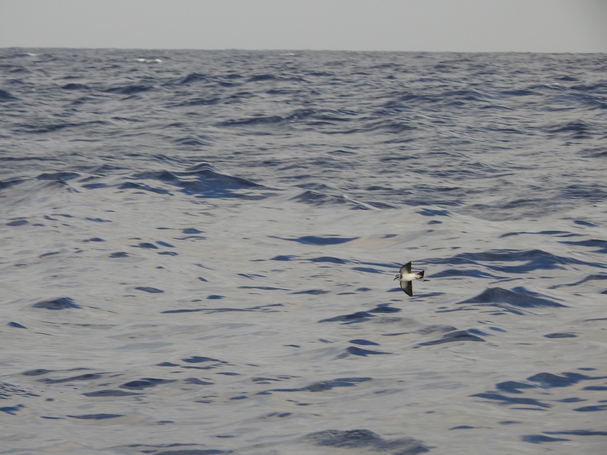 White-faced Storm-Petrel - ML162690571