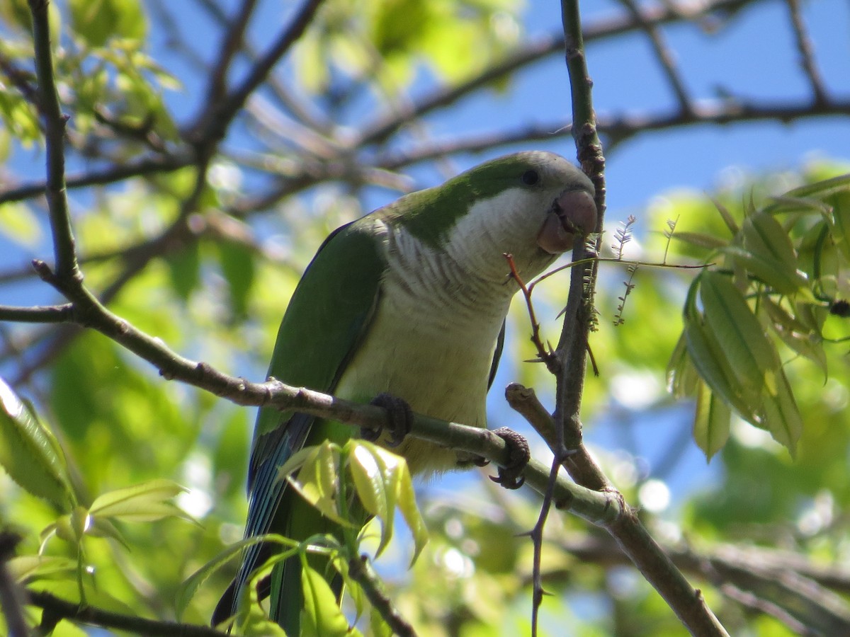 Monk Parakeet - ML162690721