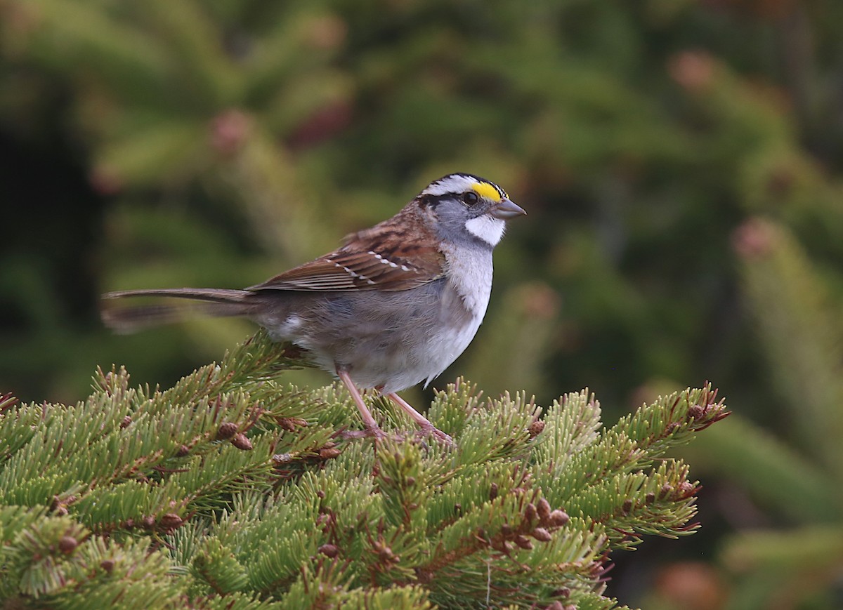 White-throated Sparrow - ML162693261