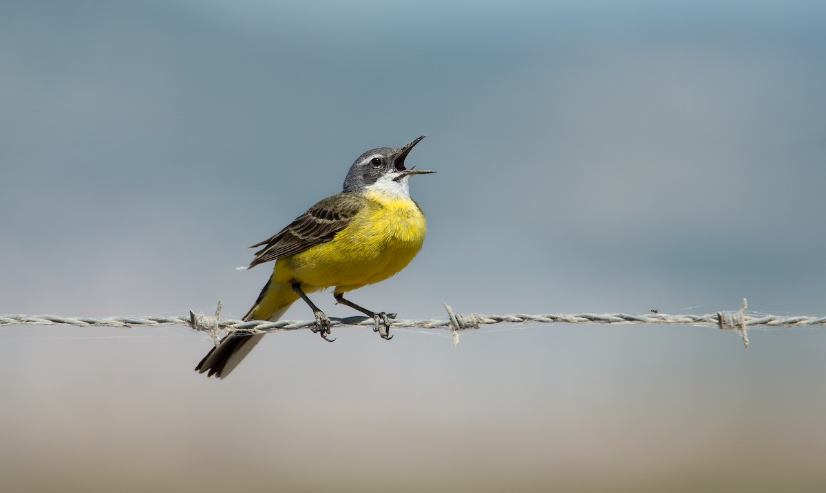 Western Yellow Wagtail (iberiae) - Rui Pereira | Portugal Birding
