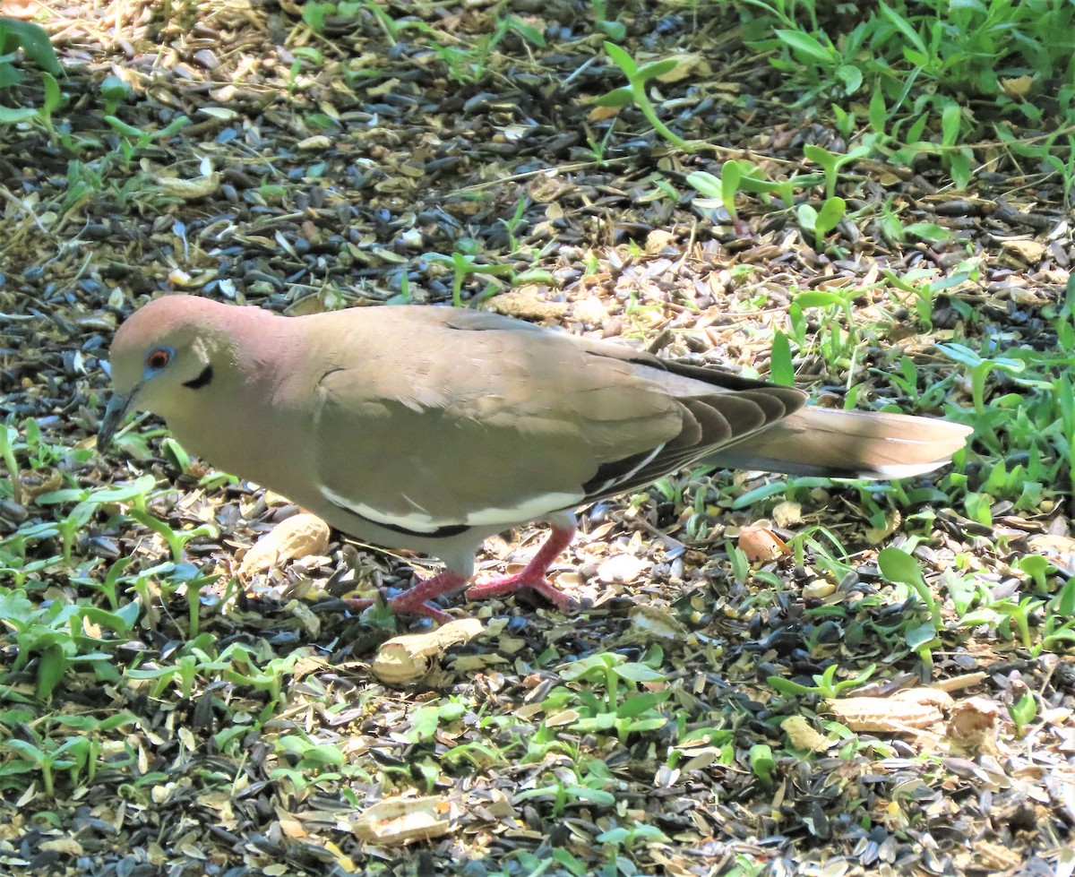 White-winged Dove - ML162697061