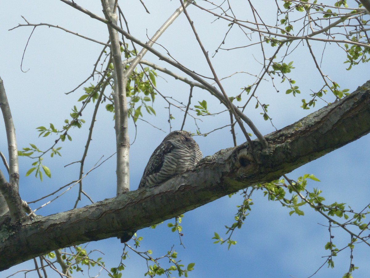 Common Nighthawk - ML162697681