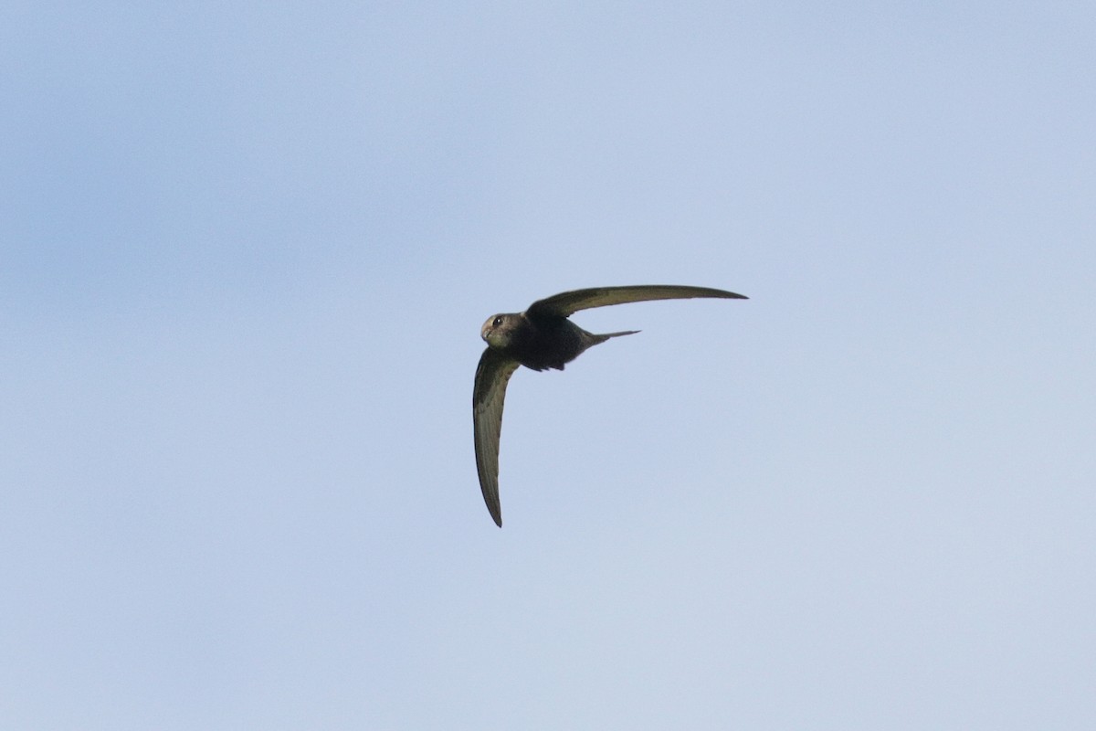 Common Swift - Tommy Pedersen