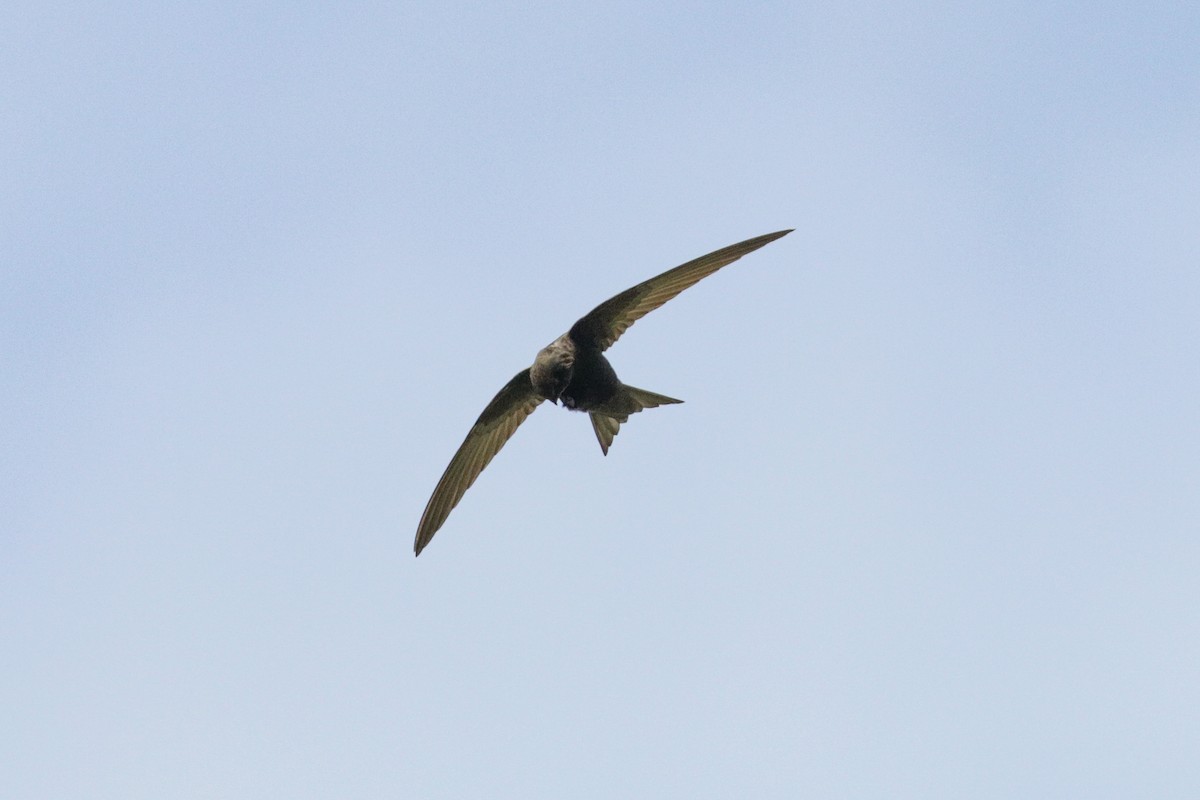 Common Swift - ML162698781