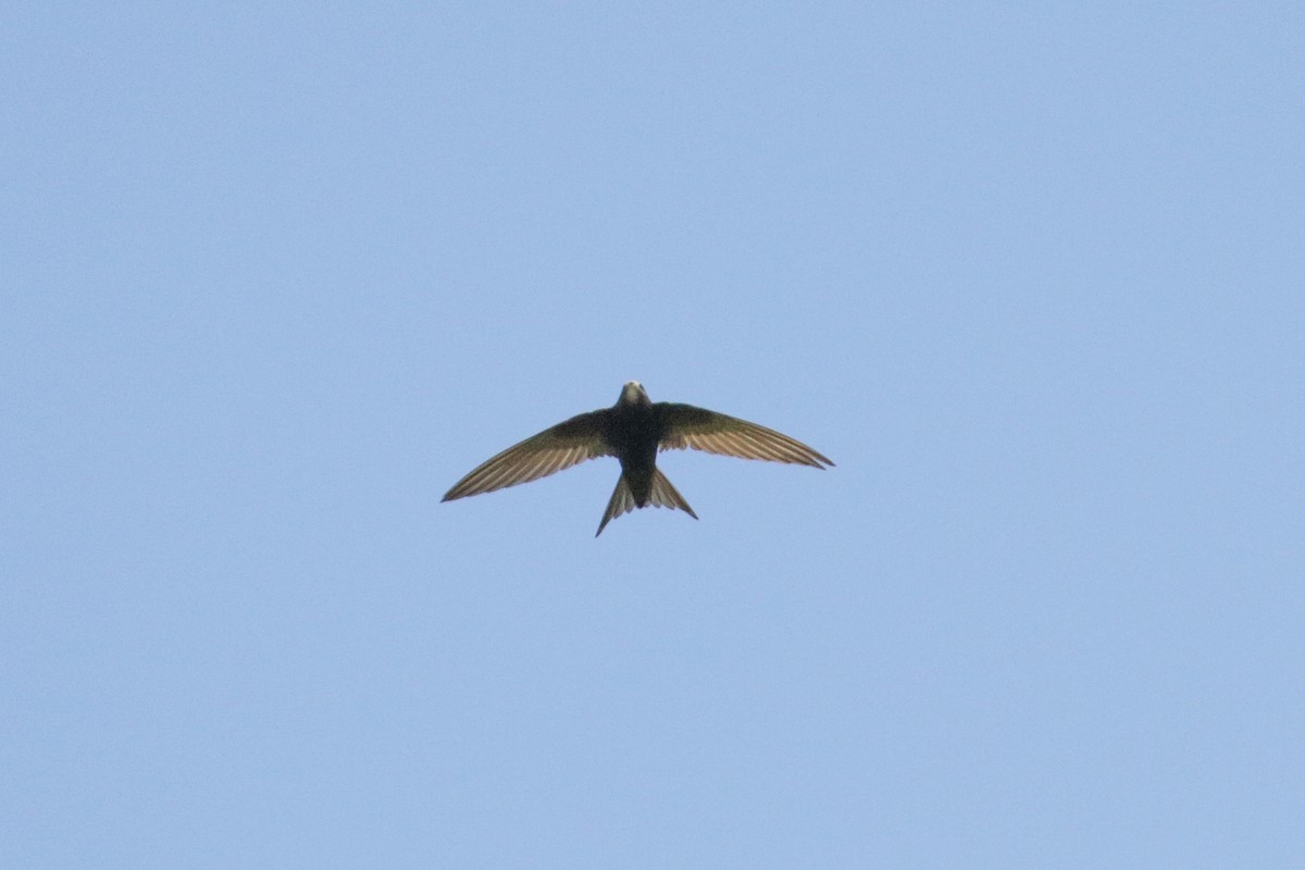 Common Swift - ML162698791