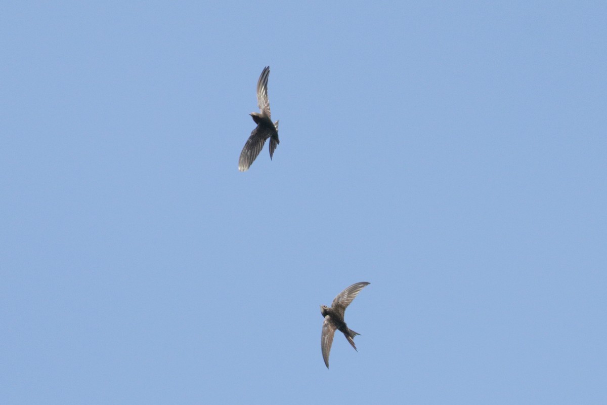 Common Swift - ML162698801