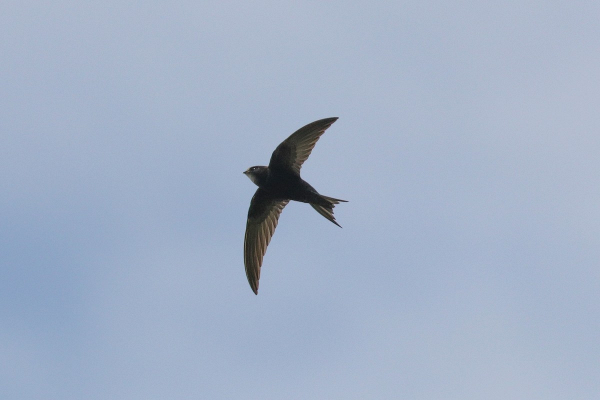 Common Swift - Tommy Pedersen