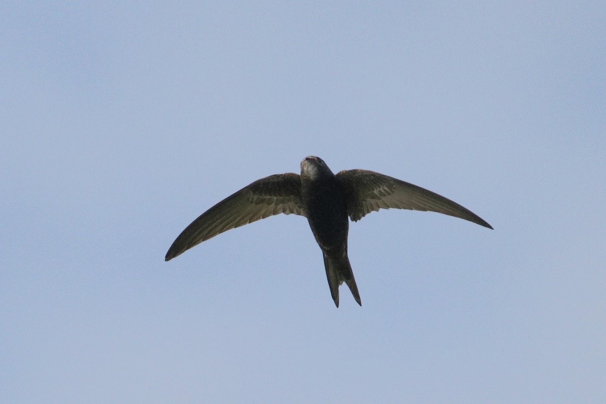 Common Swift - ML162698821