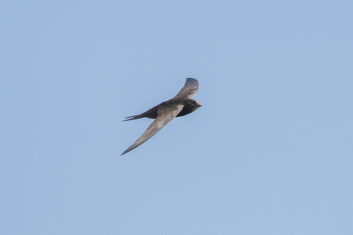 Common Swift - ML162698831