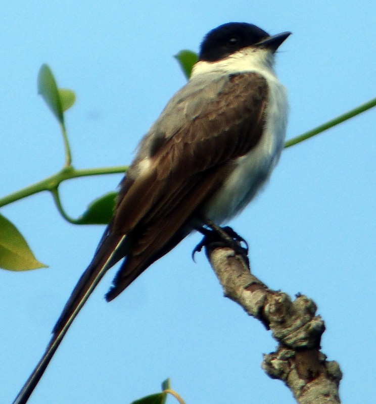 Fork-tailed Flycatcher - ML162698991