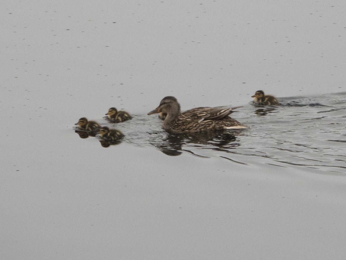 Mallard - Glenn Kincaid