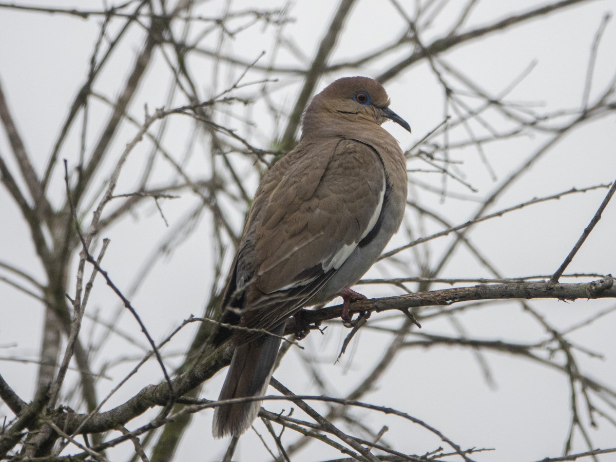 White-winged Dove - ML162701871