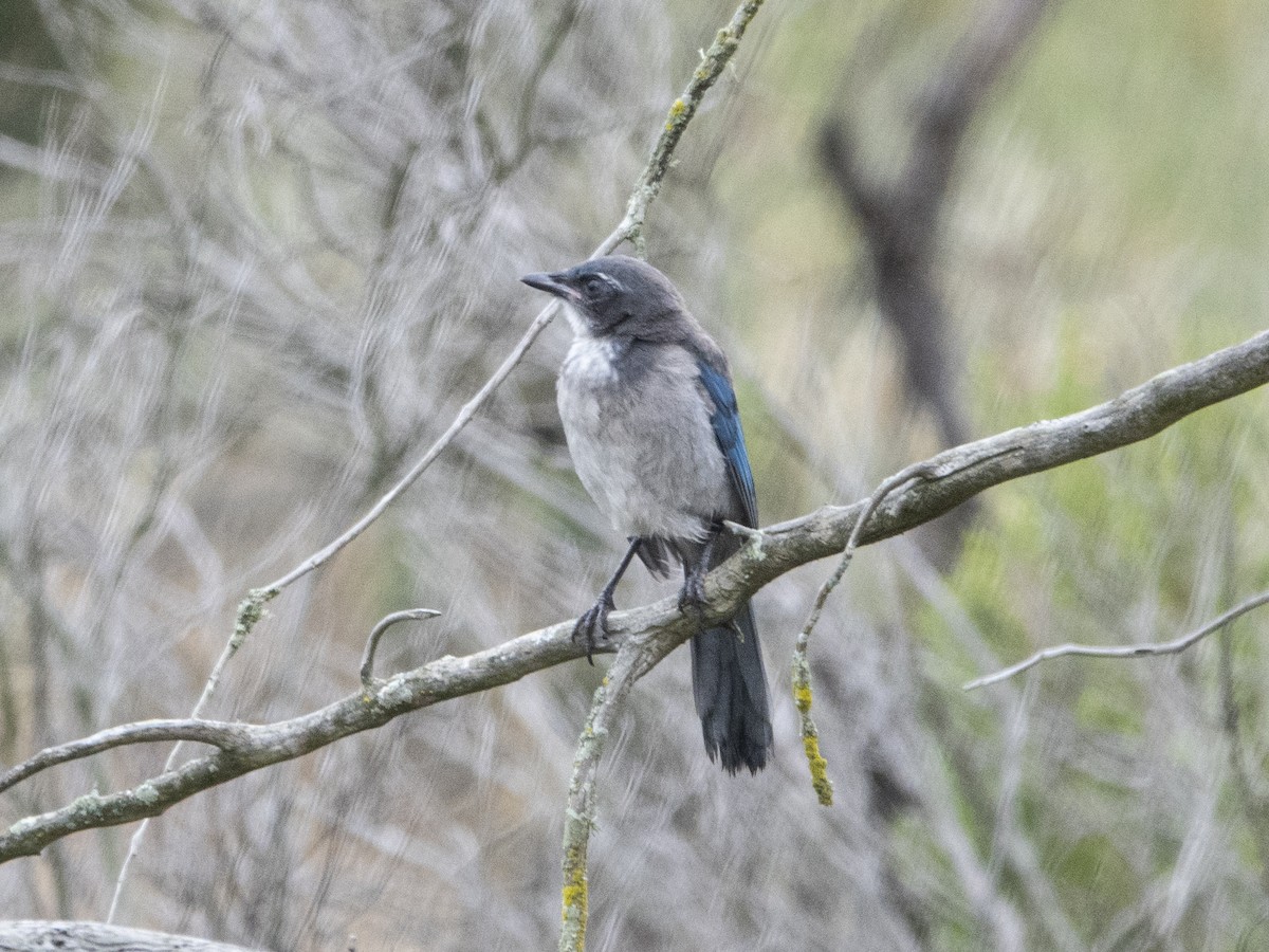 California Scrub-Jay - ML162701981